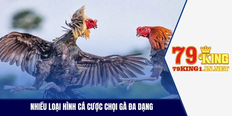 Nhiều loại hình cá cược chọi gà đa dạng