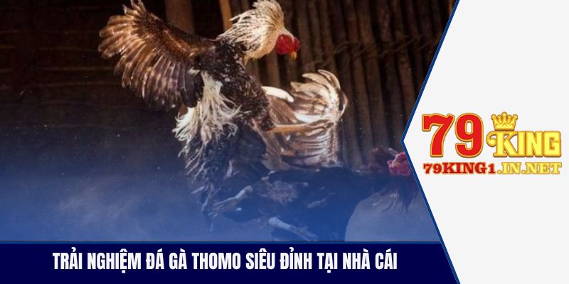 Trải nghiệm đá gà Thomo siêu đỉnh tại nhà cái